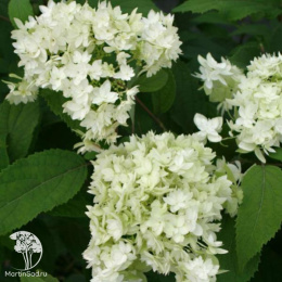 Гортензия древовидная Дабл Аннабель