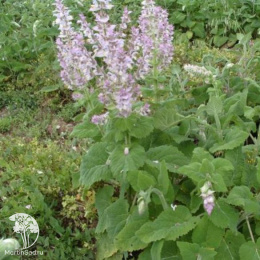 Шалфей Мускатный Вознесенский 