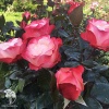 Роза чайно-гибридная Ностальжи фото 1 