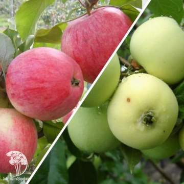 Фото Яблоня гибрид Конфетное + Белый Налив
