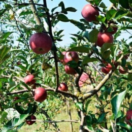 Яблоня Подарок Графскому