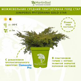 Можжевельник средний пфитцериана Голд Стар