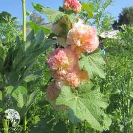 Шток-роза Персиковая мечта