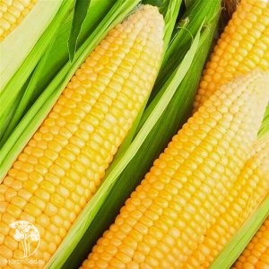 Фото Кукуруза Лакомка Белогорья сахарная