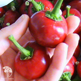 Перец Конфетка F1