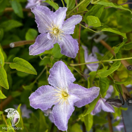 Клематис Блекитни Аниол