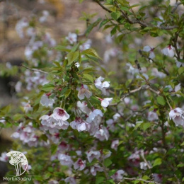 Вишня японская Коджо-но-маи