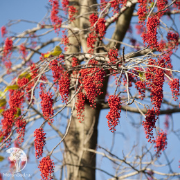  Идезия многоплодная