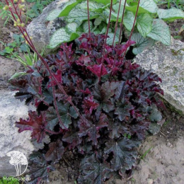 Гейхера Принц