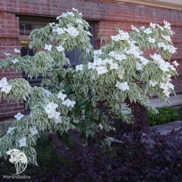 Дёрен коуза Вулф Айс