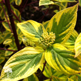 Дёрен отпрысковый Хеджроуз Голд