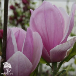 Магнолия Коутс