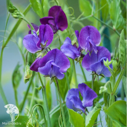 Душистый горошек Ажур Синий (Ароматный сад)