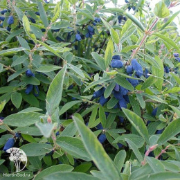 Жимолость камчатская Синичка