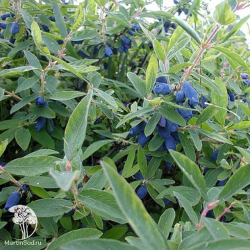 Фото Жимолость камчатская Синичка