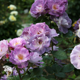 Роза полиантовая Блю фо Ю