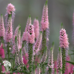 Вероника длиннолистная Фёст Чойс