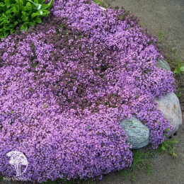 Тимьян ранний