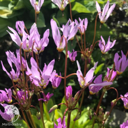 Додекатеон Джефри