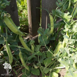 Горох овощной Детский сахарный