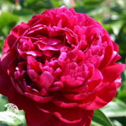 Пион молочноцветковый Петер Бранд