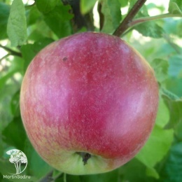 Яблоня Подарок Графскому