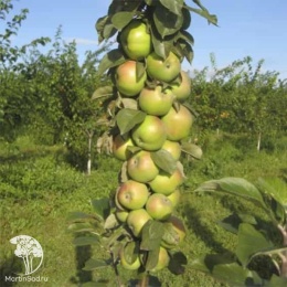 Яблоня колоновидная вкусная 3