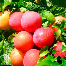 Слива гибрид Кубанская комета со Скороплодной