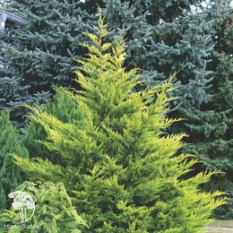 Купрессоципарис Лейланда Кастлевеллан Голд