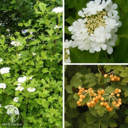 Калина обыкновенная Ксантокарпум