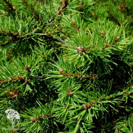 Сосна обыкновенная Литтл Бролли