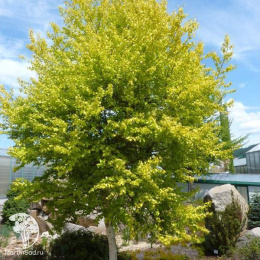 Берёза пушистая Аурея