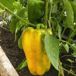 Перец сладкий Биг Герл