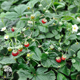 Земляника лесная ремонтантная Мигнонетте