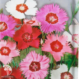 Гвоздика перистая Смесь окрасок