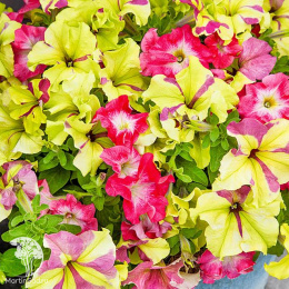 Петуния фьюзеблс Лайм Корал (Семена Профи)