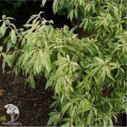 Дуб пильчатый Ишии на штамбе