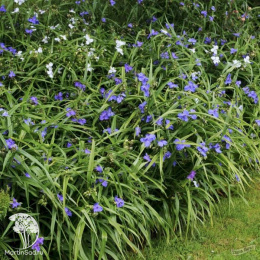 Традесканция Андерсона Блю