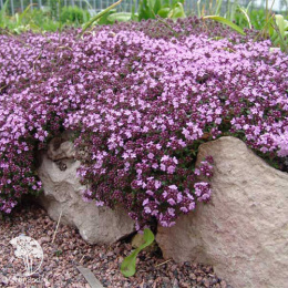Тимьян ползучий Пурпл