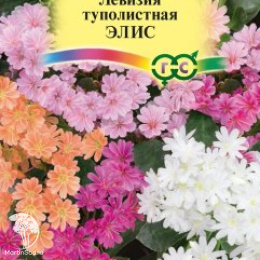 Левизия туполистная Элис 