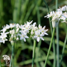 Лук душистый