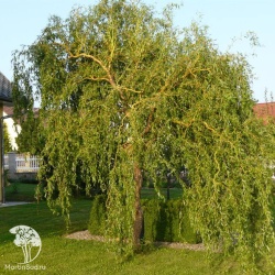 Ива извилистая