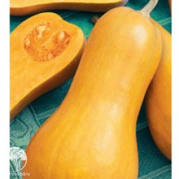 Тыква Жемчужина, мускатная