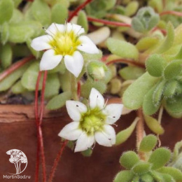 Розулярия седумовидная Альба