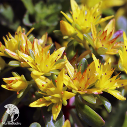 Седум цветоносный Вейхенстефанер Голд