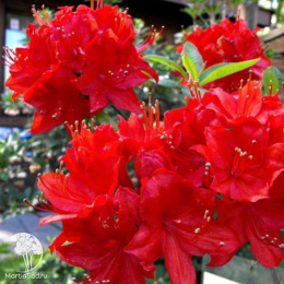 Азалия Паркфеуер