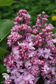 Фото Сирень обыкновенная Память о Вехове