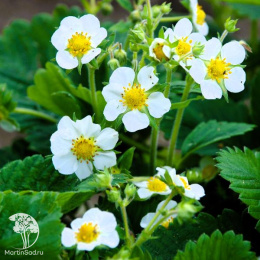 Клубника Корона