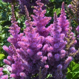 Astilbe chinensis Black Pearls Астильба китайская Блэк Перлс