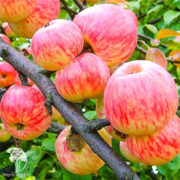 Яблоня гибрид Мельба + Коричное полосатое